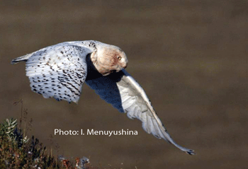 snowy owl